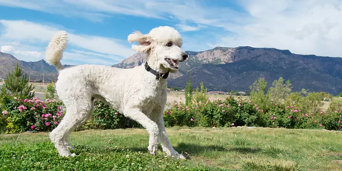 White Poodle (Standard)