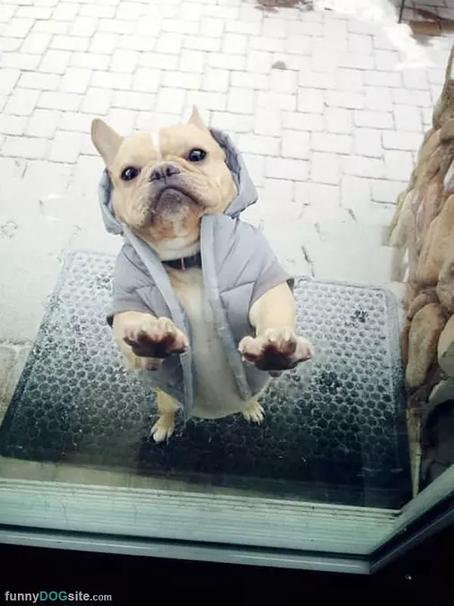Cmonnnnn Let Me In