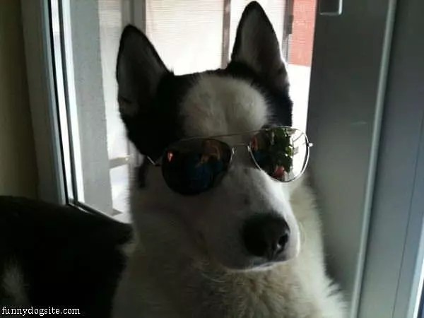 My Cool Sunglasses