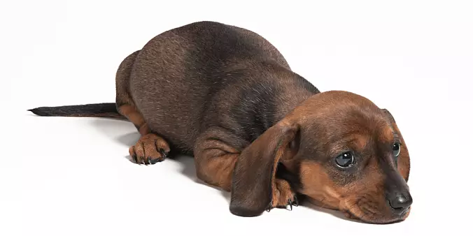 Bloodhound puppy