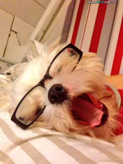 Yawnnnnnz