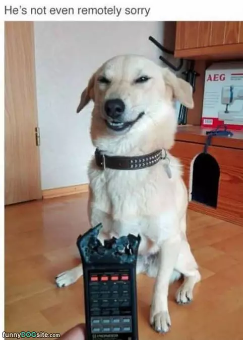 Not Remotely Sorry