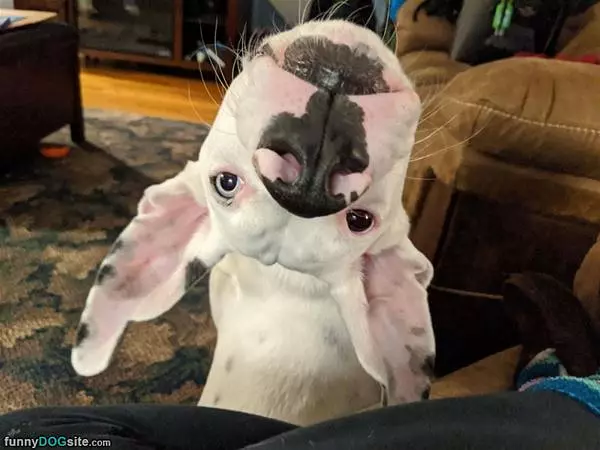 Upside Down Head