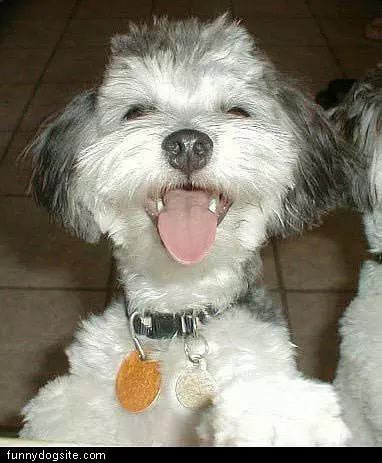 Happy Wassupp Dog
