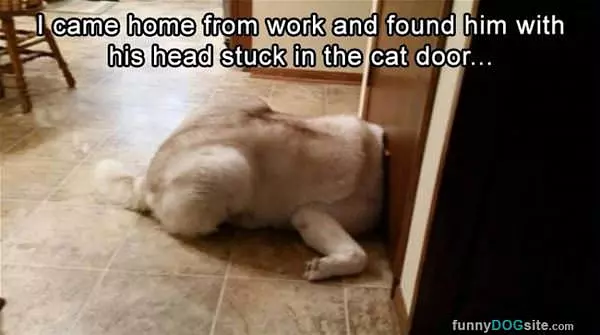 I Got My Head Stuck