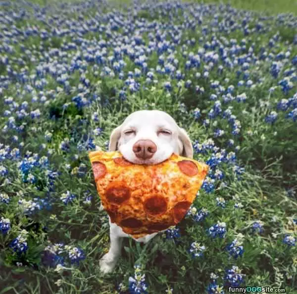 This Pizza Is Amazing