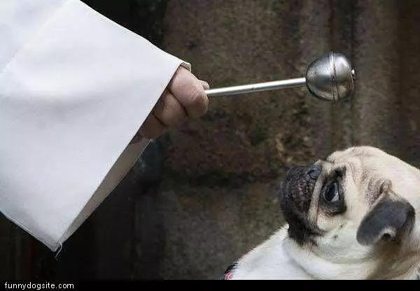 Confused Dog
