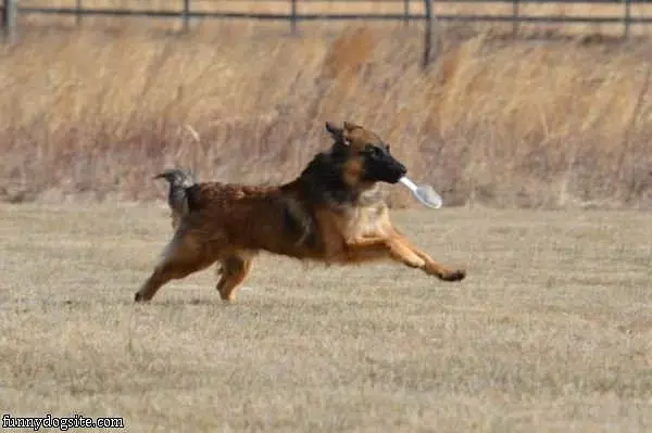 My Favorite Toy