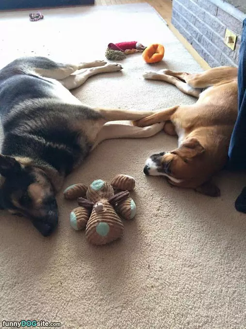Dreaming Together