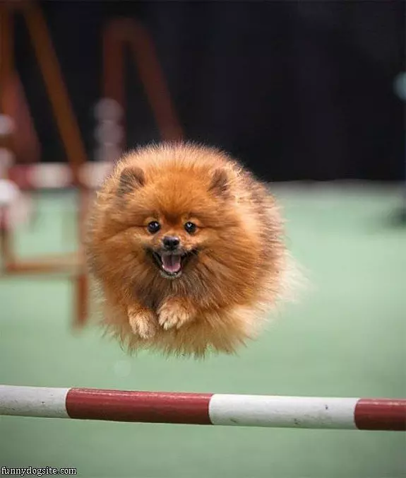 Flying Dog Is Flying