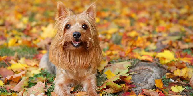 Silky Terrier