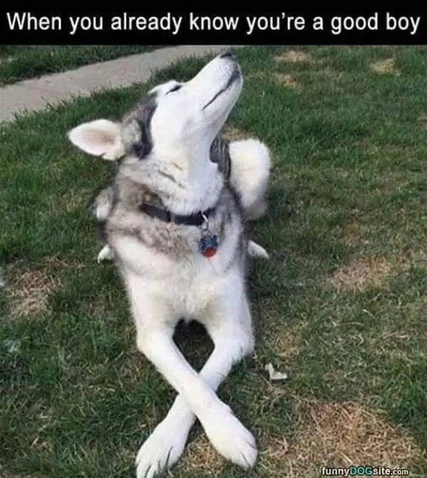 Already Know You Are A Good Boy