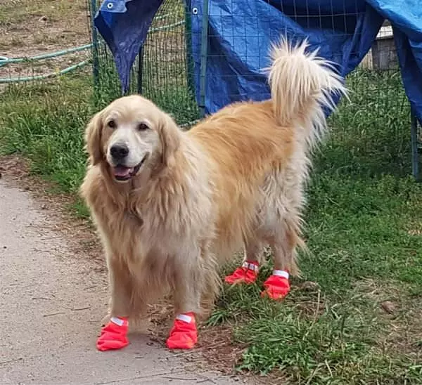 My Grass Socks