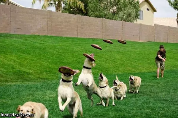 Frisby Toss
