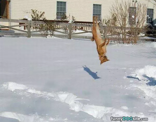 How Much I Love The Snow
