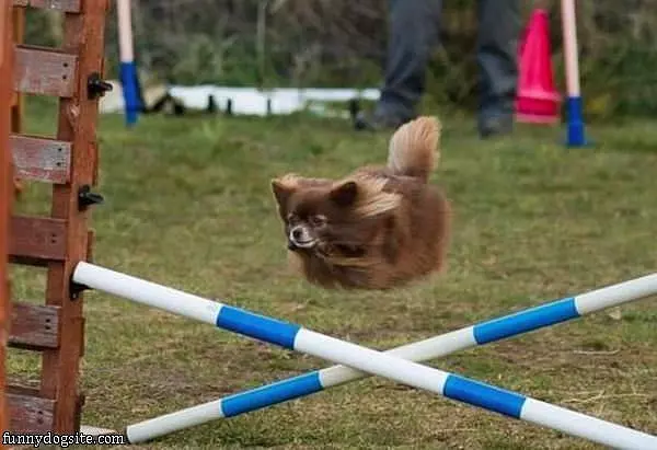 Hover Dog