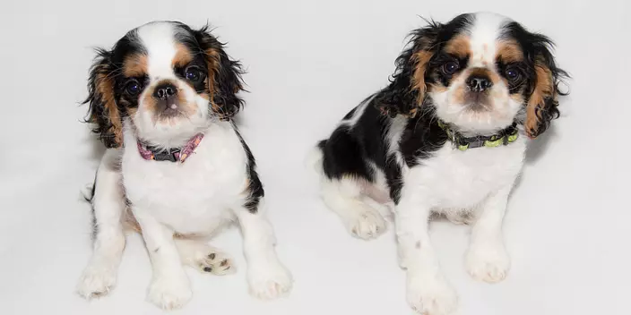 English Toy Spaniel brothers