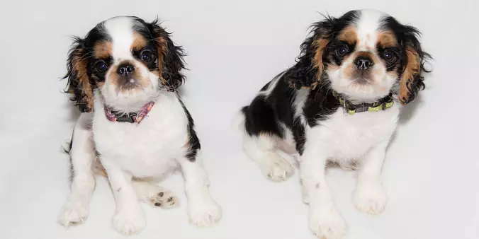 English Toy Spaniel brothers