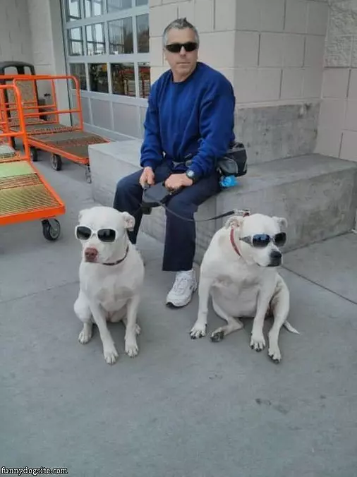 Cool Dogs Are Cool