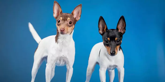 Toy Fox Terrier dogs