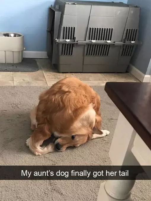 I Found My Tail