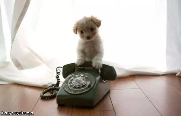 Answer The Phone