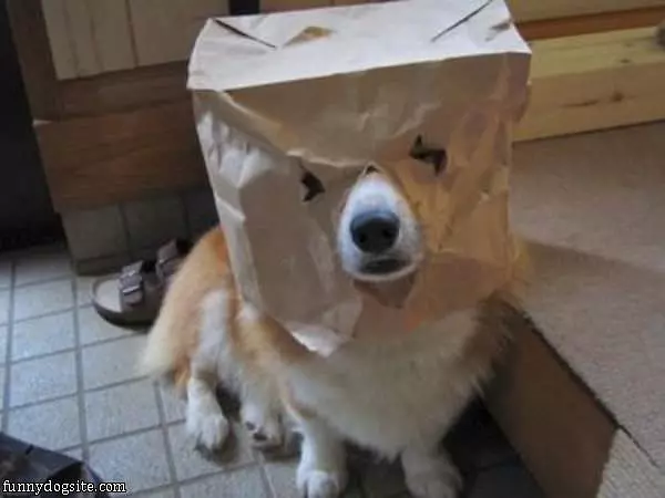 I Am Scary Dog