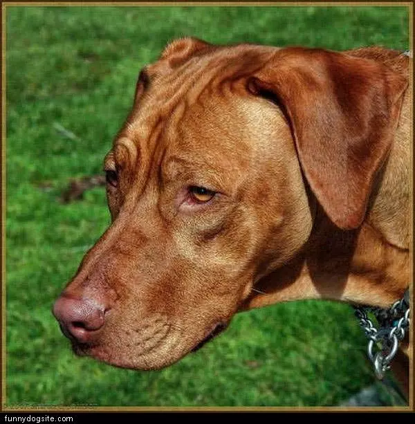 Sad Dog