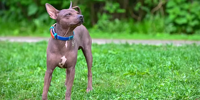 Gray American Hairless Terrier