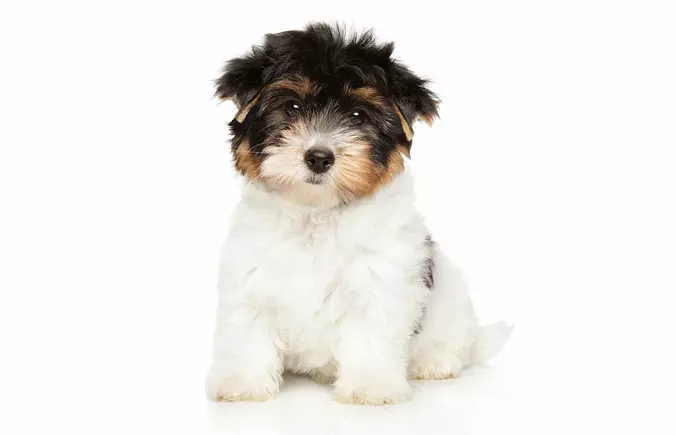 Cute Biewer Terrier