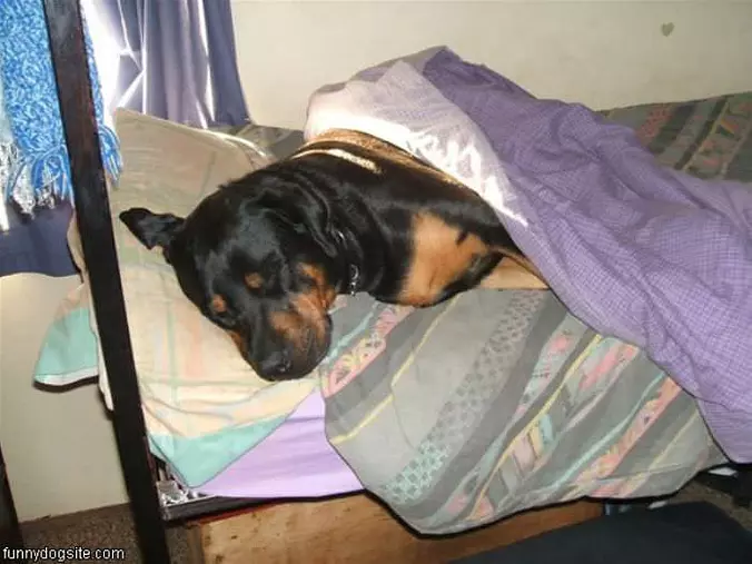 Bullet Sleeping In Bed