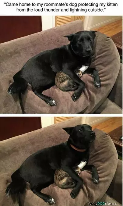 Protection