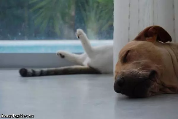 Everyone Is Sleeping