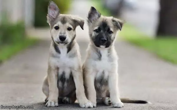 Ears Flop