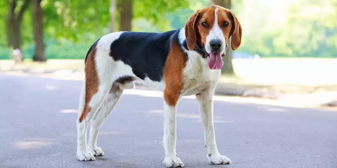 American Foxhound dog
