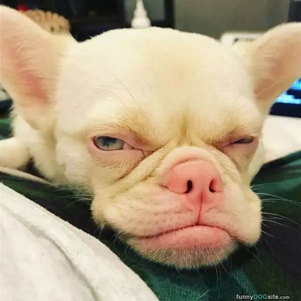 My Grr Face