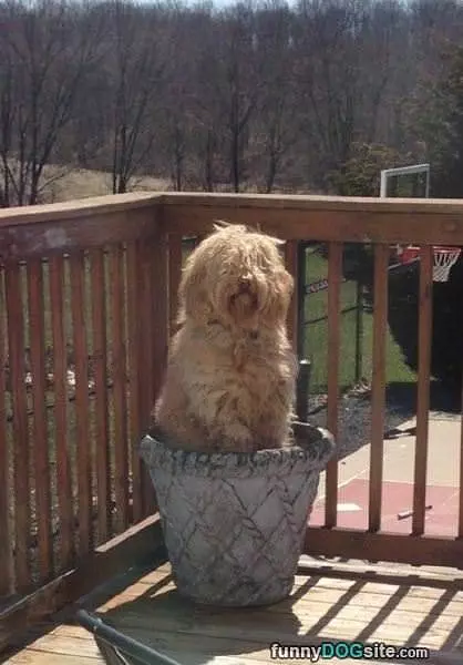 My Favorite Pot