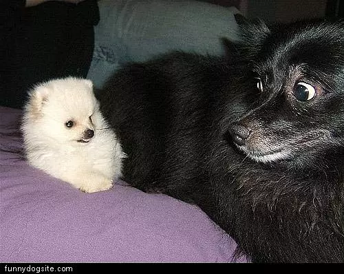 Dogs Mad At Each Other