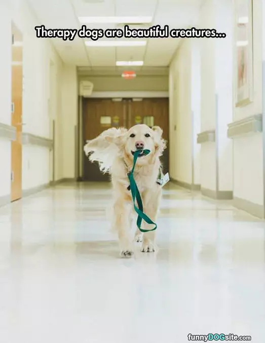 Therapy Dog