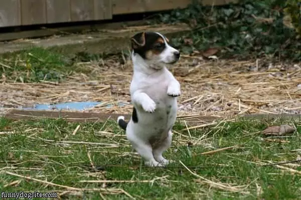 Dancing Dog