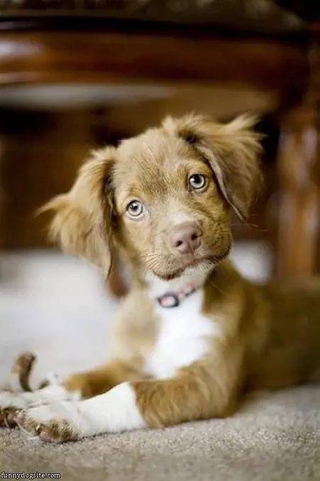 Arf