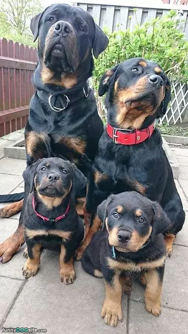 My Whole Family