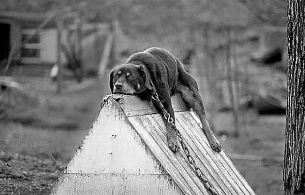 The Dog House