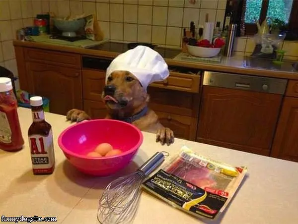 Chef Dog
