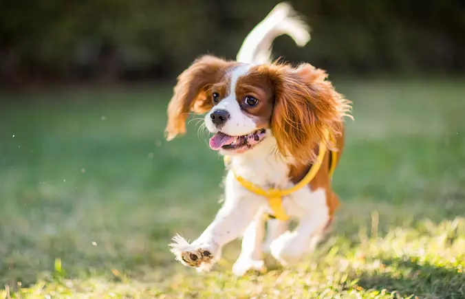 Cavalier King Charles Spani...