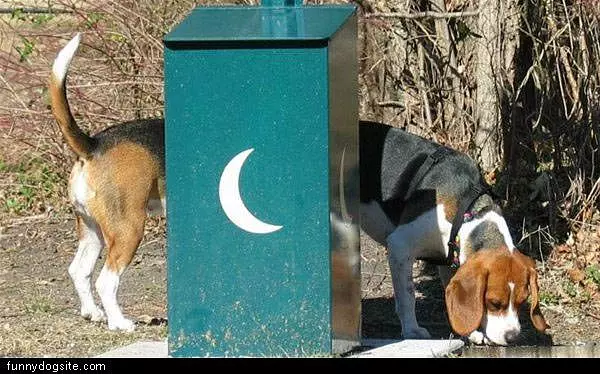 Beagle