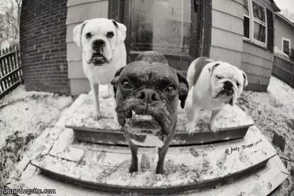 Our Grrrr Face