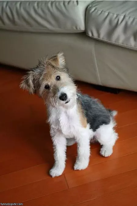 Dog Say What