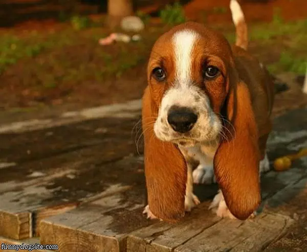 Floppy Puppy Ears
