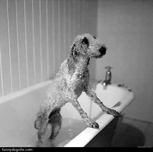 Shower Dog
